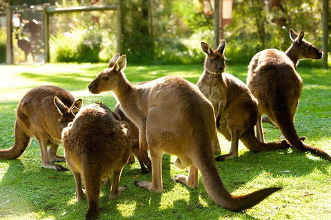 Yarra Valley Wildlife & Wine Day Tour From Melbourne With Healesville Sanctuary - Great Ocean Road Tourism 13