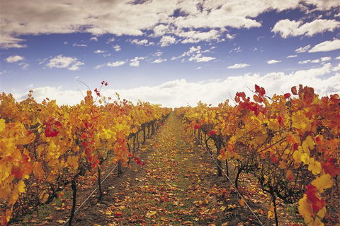 Yarra Valley Wildlife & Wine Day Tour From Melbourne With Healesville Sanctuary - Great Ocean Road Tourism 12