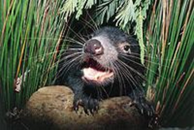 Oakdowns TAS Great Ocean Road Tourism