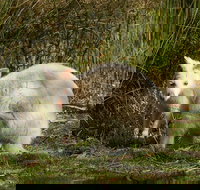 Bruny Island premium private photo-oriented day tour from Hobart - Great Ocean Road Tourism