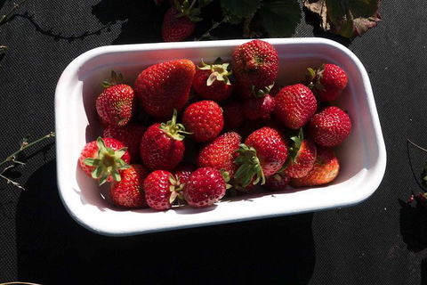 Agrarian Kitchen Eatery And Derwent Valley Gourmet Food Tour - Great Ocean Road Tourism 8