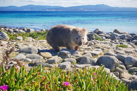 Maria Island National Park - Day Walk And Picnic Lunch - Great Ocean Road Tourism 7