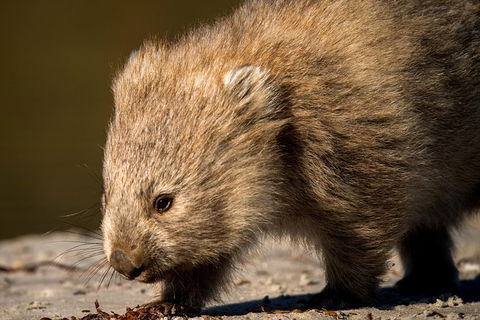 8-Day Tasman Wildlife And Wilderness Encounter Including Accommodation - Great Ocean Road Tourism 1