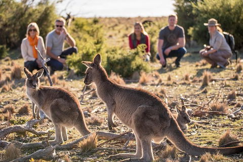 8-Day Tasman Wildlife And Wilderness Encounter Including Accommodation - Great Ocean Road Tourism 0
