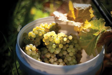 Private Richmond Food And Wine Day Trip From Hobart - Great Ocean Road Tourism 1