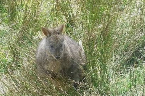 Leven Canyon Day Trip Including Wings Wildlife Park Or Gunns Plains Caves From Devonport, Ulverstone Or Burnie - Great Ocean Road Tourism 0
