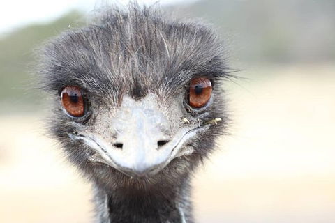 ZOODOO ZOO Tour, Meet The Famous Tasmanian Devil, Cuddle A Kangaroo, Feed A Lion - Great Ocean Road Tourism 1