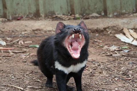 ZOODOO ZOO Tour, Meet The Famous Tasmanian Devil, Cuddle A Kangaroo, Feed A Lion - Great Ocean Road Tourism 0