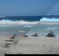 Kangaroo Island in a Day Tour from Adelaide - Great Ocean Road Tourism