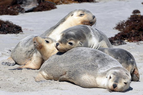 Small-Group Kangaroo Island 4WD Tour From Adelaide - Great Ocean Road Tourism 8