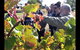 Barossa Valley Via Hahndorf ( Historical German Village ) Inc Maggie Beers Farm - thumb 4