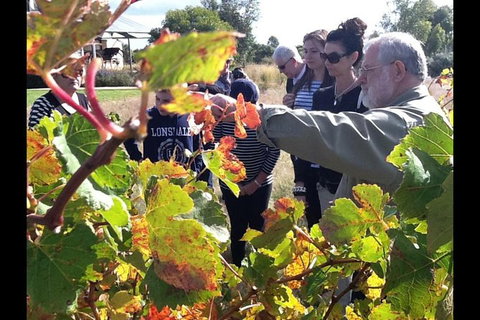 Barossa Valley Via Hahndorf ( Historical German Village ) Inc Maggie Beers Farm - Great Ocean Road Tourism 4