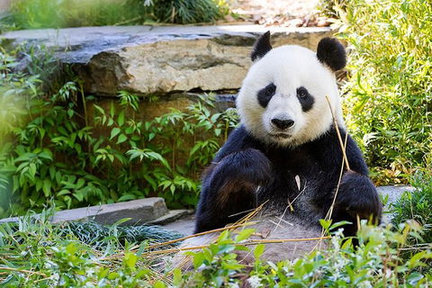 Adelaide Zoo Behind The Scenes Experience: Exclusive Giant Panda Experience - Great Ocean Road Tourism 1