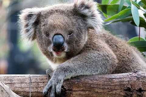 Adelaide Zoo Behind The Scenes Experience: Koala Encounter - Great Ocean Road Tourism 1