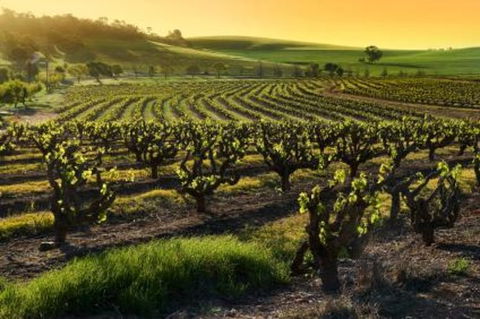 Adelaide Super Saver: Adelaide City Sightseeing Tour Plus Barossa Valley And Hahndorf Tour - Great Ocean Road Tourism 1