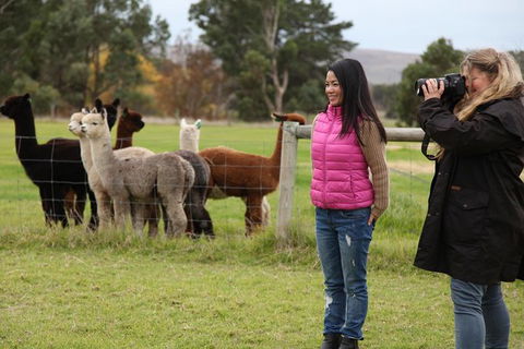 Alpaca Farm 2 Hour Tour - Great Ocean Road Tourism 1