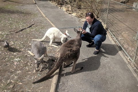 A Taste Of Adelaide And Hahndorf By Car Private Tour. - Great Ocean Road Tourism 8