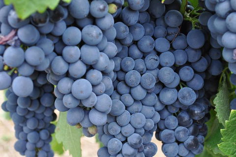 Adelaide Hills Day Tour. Winery Cellar Doors - Great Ocean Road Tourism 7