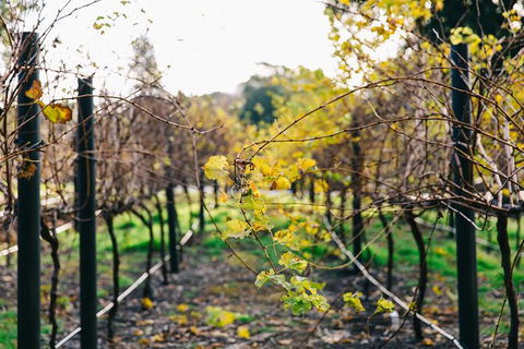 Australian Wine Discovery Tour Ticket - Great Ocean Road Tourism 4