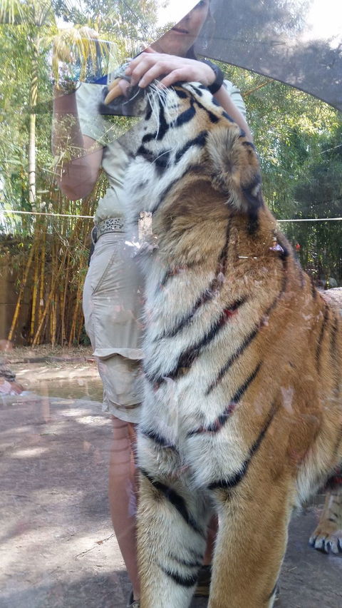 Croc Express To Australia Zoo From Brisbane - Great Ocean Road Tourism 4