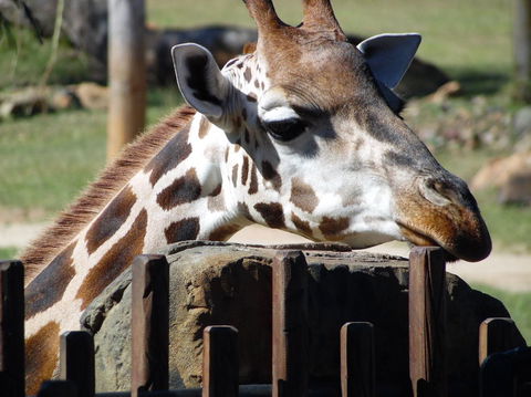 Croc Express To Australia Zoo From Brisbane - Great Ocean Road Tourism 2