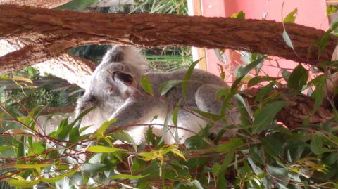Croc Express To Australia Zoo From Brisbane - Great Ocean Road Tourism 3