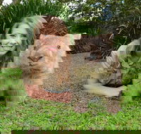 Croc Express to Australia Zoo from Brisbane - Great Ocean Road Tourism