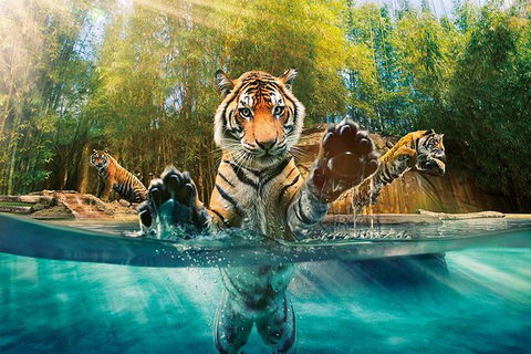 Croc Express To Australia Zoo From Brisbane - Great Ocean Road Tourism 11