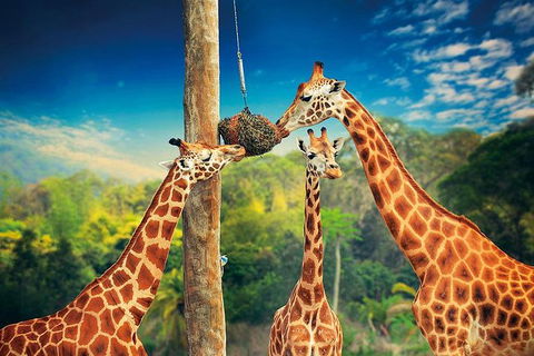 Croc Express To Australia Zoo From Brisbane - Great Ocean Road Tourism 8