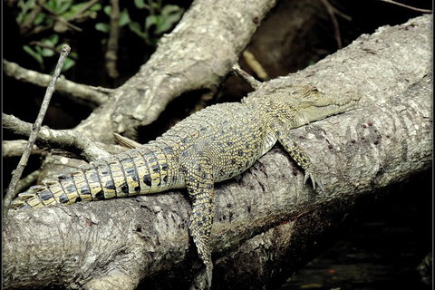Daintree Rainforest, Cape Tribulation, Mossman Gorge In A Day - Great Ocean Road Tourism 4