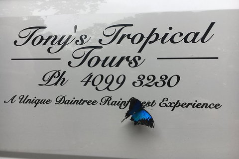 Daintree Rainforest, Cape Tribulation, Mossman Gorge In A Day - Great Ocean Road Tourism 7
