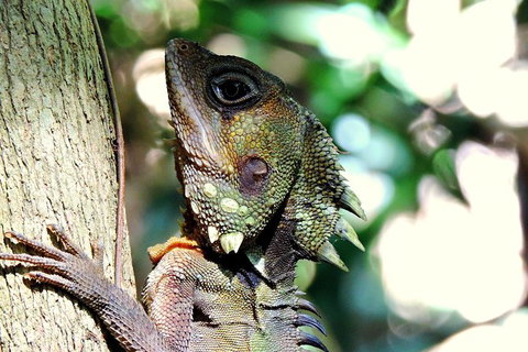 Daintree Rainforest, Cape Tribulation, Mossman Gorge In A Day - Great Ocean Road Tourism 8