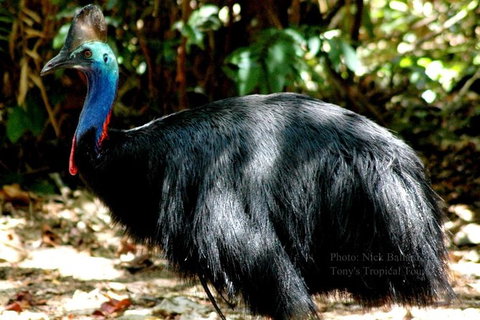 Daintree Rainforest, Cape Tribulation, Mossman Gorge In A Day - Great Ocean Road Tourism 3