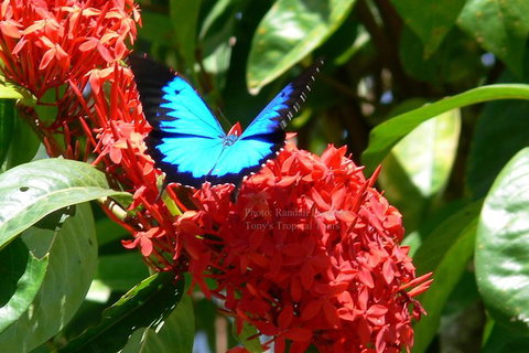 Daintree Rainforest, Cape Tribulation, Mossman Gorge In A Day - Great Ocean Road Tourism 9