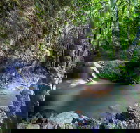 Springbrook andTamborine Rainforest Tour Incl Natural Bridge and Glow Worm Cave - Great Ocean Road Tourism