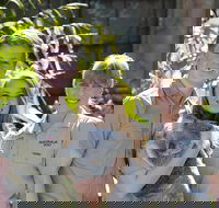 Koala Cuddle Adventure Croc 2 - Great Ocean Road Tourism