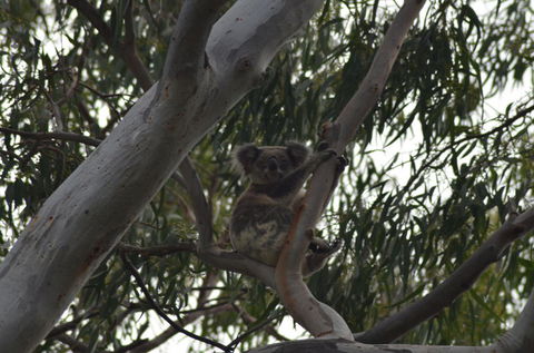 North Stradbroke Island Day Trip From Brisbane - Great Ocean Road Tourism 11