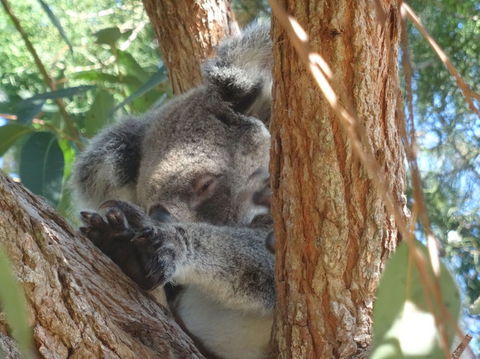 North Stradbroke Island Day Trip From Brisbane - Great Ocean Road Tourism 23