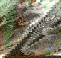 Lone Pine Koala Sanctuary Day Pass - Great Ocean Road Tourism