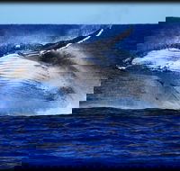 Whale Watching Cruise from Redcliffe Brisbane or the Sunshine Coast - Great Ocean Road Tourism