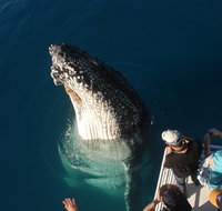 Hervey Bay Whale Watching Experience - Great Ocean Road Tourism