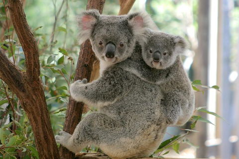 Koala Express To Lone Pine Koala Sanctuary - Great Ocean Road Tourism 1