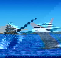 Tangalooma Island Resort Classic Whale Watching Day Cruise - Great Ocean Road Tourism