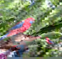 Springbrook and Tamborine Rainforest Glow Worm Tour - Great Ocean Road Tourism