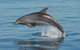 Fraser Island & Dolphin Sailing Adventure - thumb 1