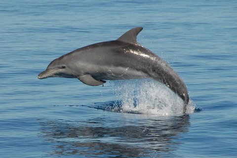 Fraser Island & Dolphin Sailing Adventure - Great Ocean Road Tourism 1