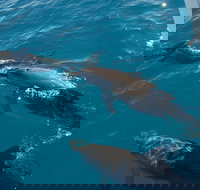 Fraser Island  Dolphin Sailing Adventure - Great Ocean Road Tourism