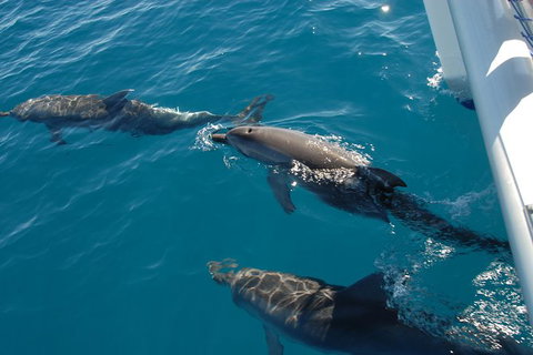 Fraser Island & Dolphin Sailing Adventure - Great Ocean Road Tourism 0
