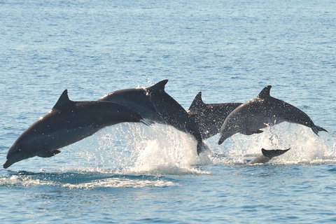 Fraser Island & Dolphin Sailing Adventure - Great Ocean Road Tourism 5