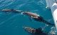 Fraser Island & Dolphin Sailing Adventure - thumb 2